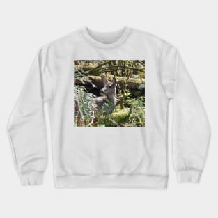 Deer, Wildlife, Black-tailed deer, Nature, Gifts Crewneck Sweatshirt